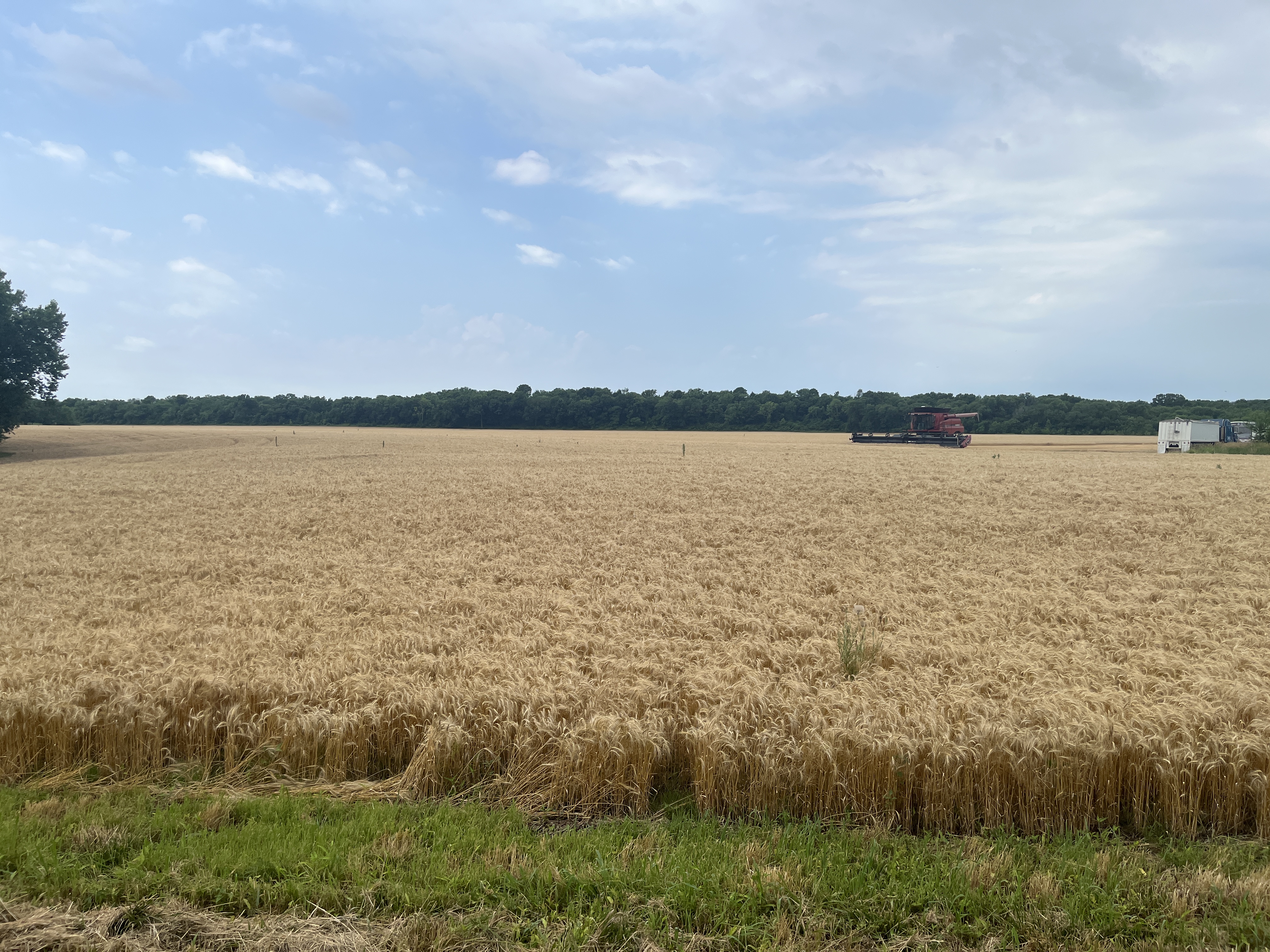 Days 33 & 34: …Amber Waves of&nbsp;Grain…