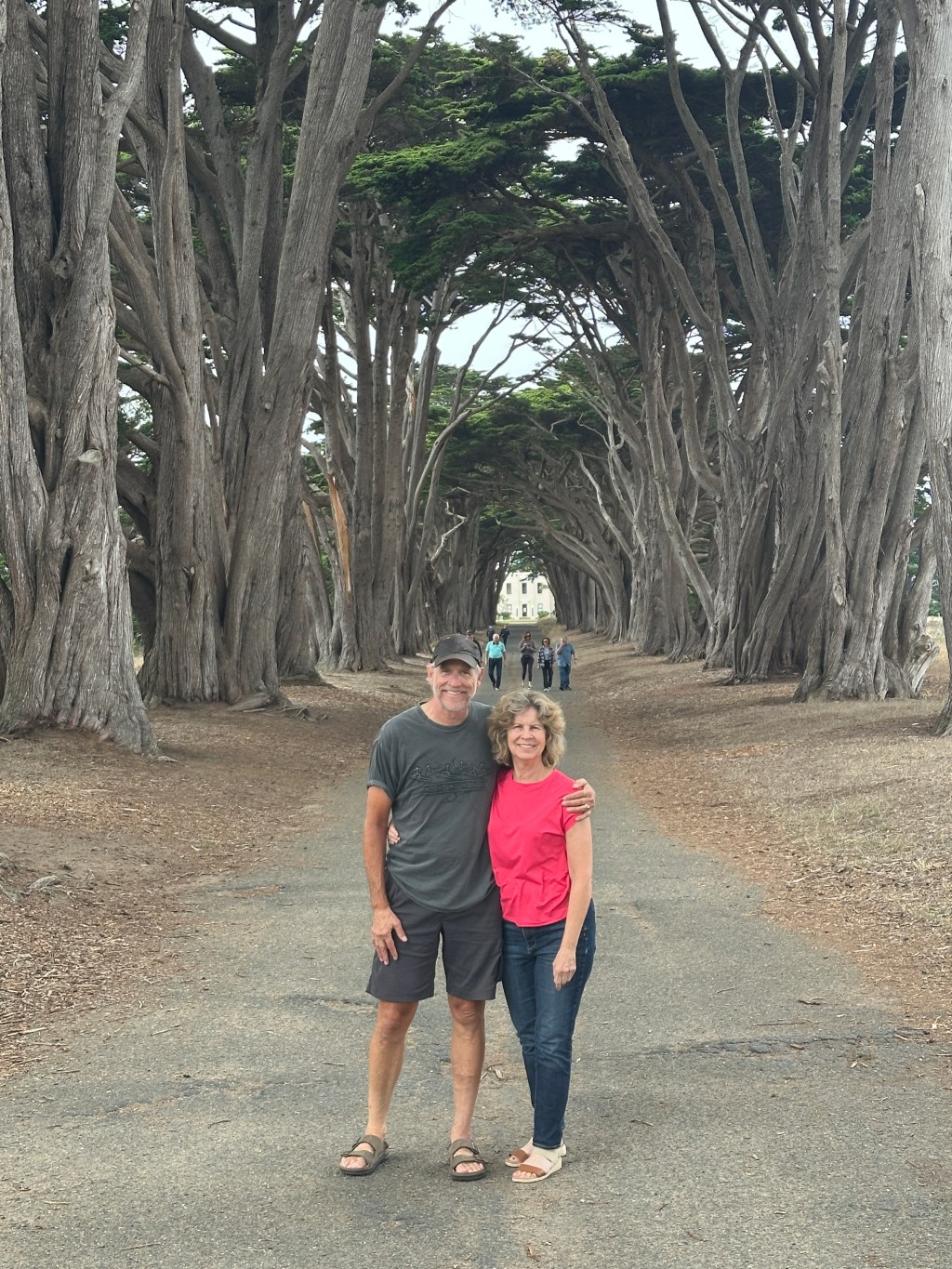 The Cypress Tunnel on Point Reyes.