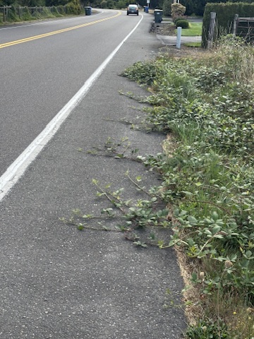 These vines have thorns that are a lot like rose bush thorns. I am pretty sure you would get a flat tire if you ride over them. They are all over Washington and Oregon, though they usually don't stick out this far. 