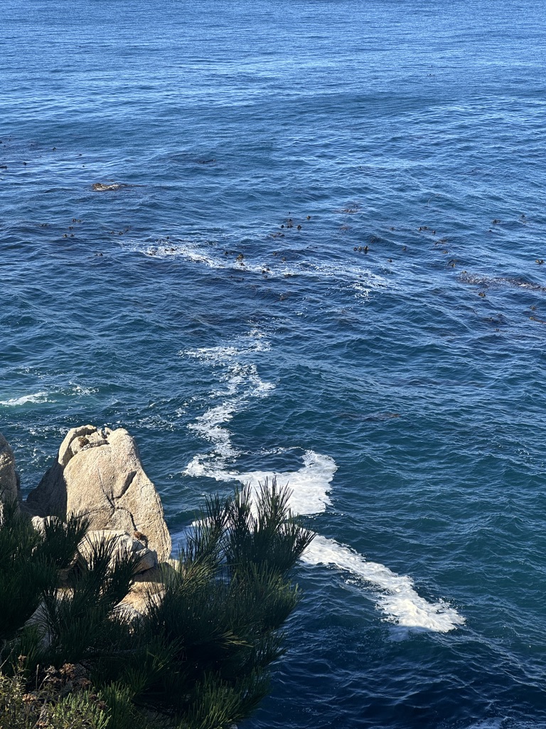 There are dozens of otters down there, if you look really close you can see their heads.